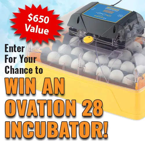 Win The Brinsea Ovation Incubator Giveaway
