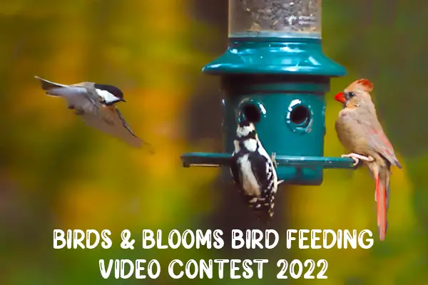 Birds & Blooms Bird Feeding Video Contest 2022 | SweepstakesBible